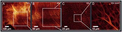 Large and stable: actin aster networks formed via entropic forces